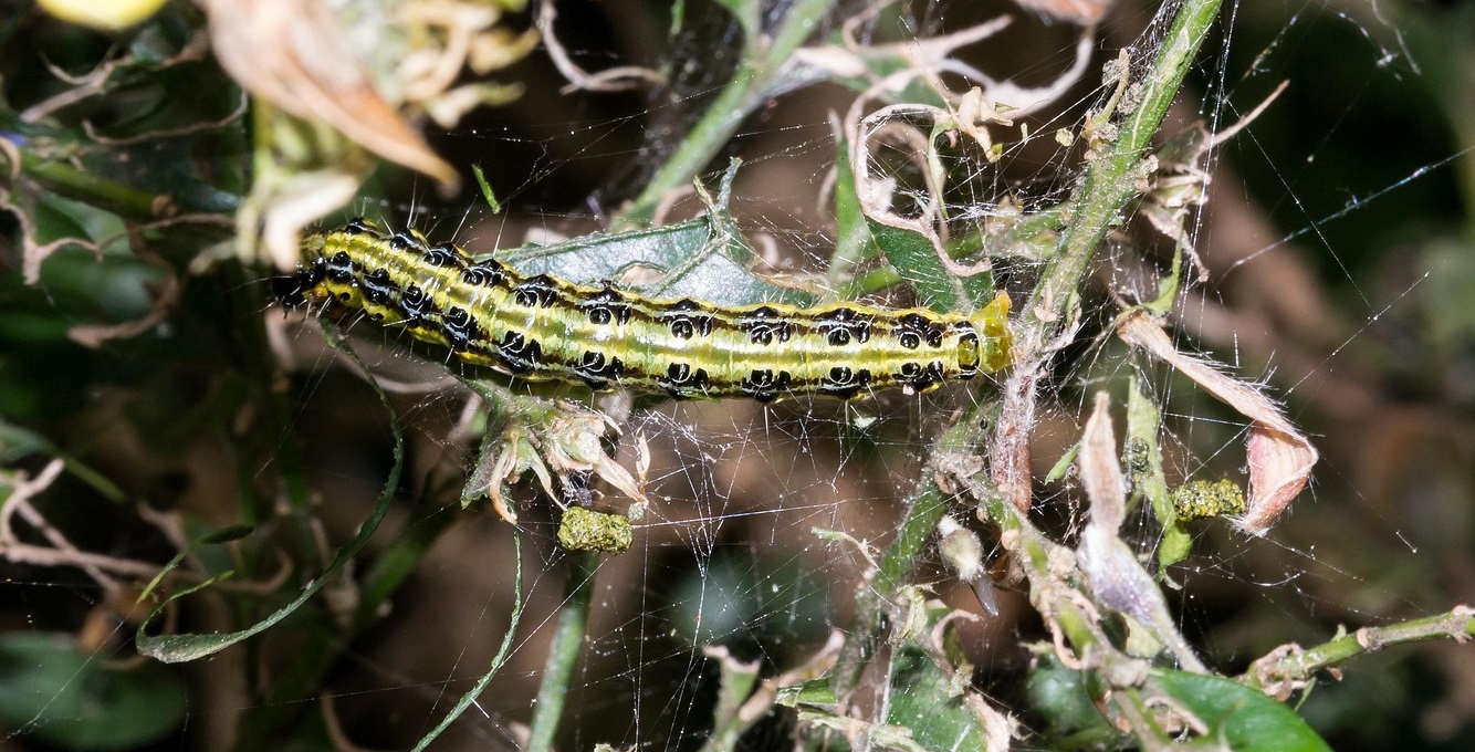 Raupe des Buchsbaumzünslers